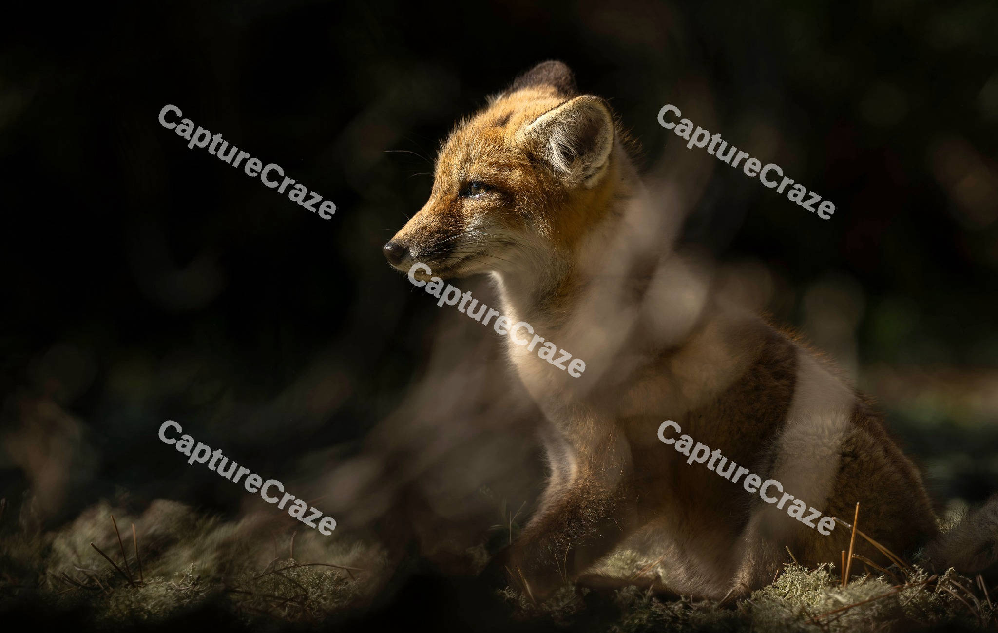 Baby Fox